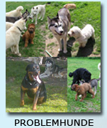 Problemhunde im Lakota Tipi...