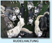 Rudlehaltung meiner Siberian Husky...