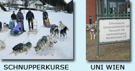 Musherausbildung und Schnupperkurse...