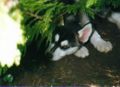 puppies10.jpg