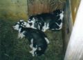 puppies1.jpg