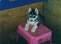 puppies2.jpg