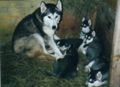 puppies3.jpg