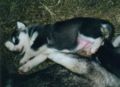puppies4.jpg