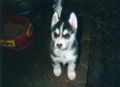 puppies5.jpg