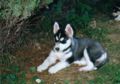 puppies8.jpg