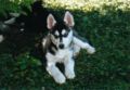 puppies9.jpg