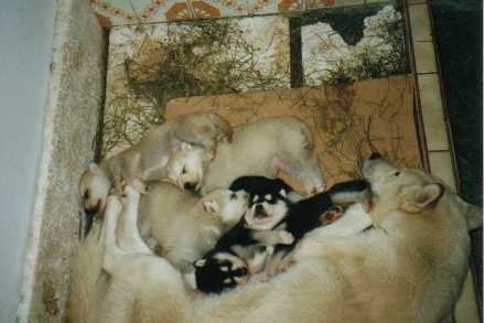 askena_mit_puppies.jpg