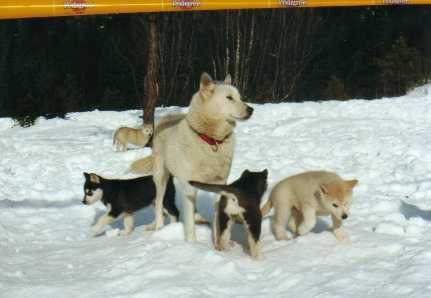 askena_mit_puppies_im_schnee.jpg