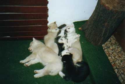 askenapuppies.jpg