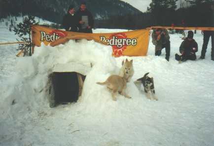 askenapuppies_bei_iglu.jpg