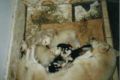 askena_mit_puppies.jpg