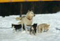 askena_mit_puppies_im_schnee.jpg