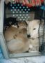 askena_mit_puppies_in_box.jpg