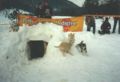 askenapuppies_bei_iglu.jpg