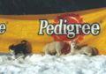 askenapuppies_vor_pedigree.jpg