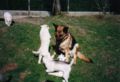 welpen_askenasmoky_8wochen0009.jpg