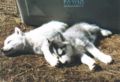 welpen_askenasmoky_8wochen0002.jpg