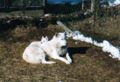 welpen_askenasmoky_8wochen0008.jpg