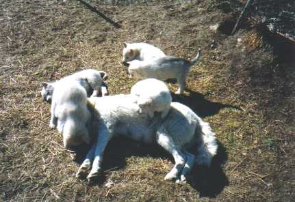 welpen_askenasmoky_8wochen0005.jpg