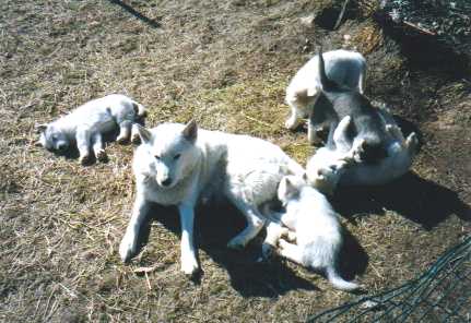 welpen_askenasmoky_8wochen0006.jpg