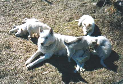 welpen_askenasmoky_8wochen0007.jpg