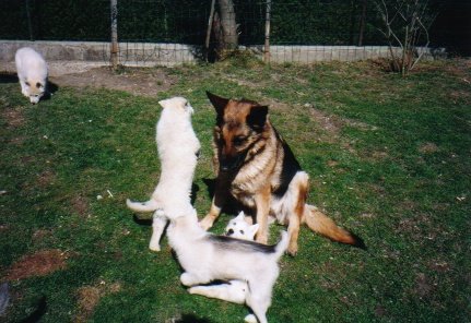 welpen_askenasmoky_8wochen0009.jpg