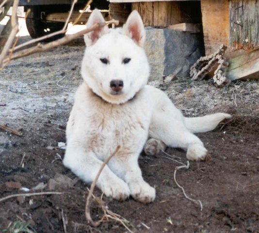gaho_lieg.jpg