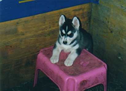 puppies2.jpg