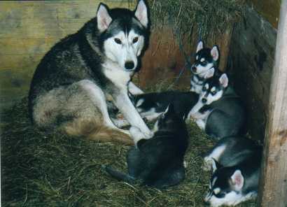 puppies3.jpg