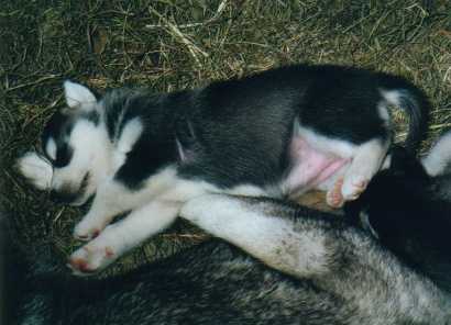 puppies4.jpg