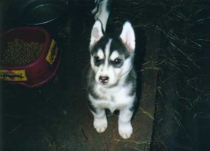 puppies5.jpg