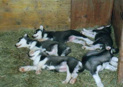 puppies7.jpg