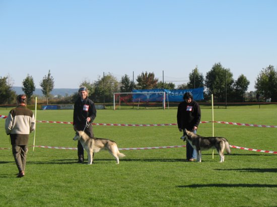 das_sind_2_hunde_von_mir__beide_hunde_in_b1_und_a_gelaufen..jpg