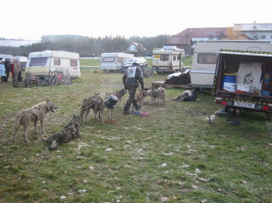 versorgung_der_hunde_am_stake-_out.jpg