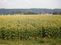 dscn1561.jpg