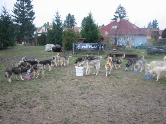 hunde_beim_fressen.jpg